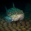 Lizardfish can be found at Koh Ha