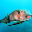 A giant porcupinefish at Racha Yai