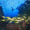 Yellow snapper surround the Richelieu Rock pinnacle