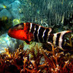 A redbreasted wrasse at Koh Tao Island