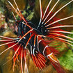 A clearfin lionfish at Koh Haa, Thailand