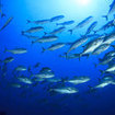 Trevally hunt at Koh Tachai Plateau, southern Thailand