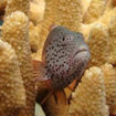 A freckled hawkfish on warty coral, Koh Bon Island