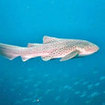 Leopard sharks can be found on the fringes of the reef at Koh Bon
