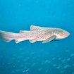 Leopard sharks can be found on the fringes of the reef at Koh Bon