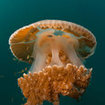 A massive jellyfish pulses through the waters of Mergui