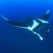 Manta rays often visit Hin Daeng, Thailand