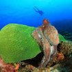 Octopus live in the reef at Koh Tachai, Thailand