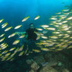 Snappers at Bida Nai, Phi Phi Islands