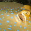 Kuhl's stingray, Phi Phi Island