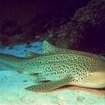 PADI Leopard Shark Awareness course at Phuket