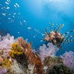 A lionfish passes over a reef in Thailand