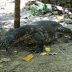 A monitor lizard in the Nopparrat Thara National Park, Krabi