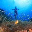 Anemonefish are at home in the anemones of Hin Muang