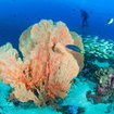 Gorgonian in the deep waters of Koh Ha