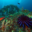 A crown of thorns starfish on the reef in Krabi