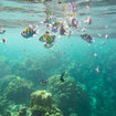 Sergeant majors patrol the shallows in the Andaman Sea, looking for food