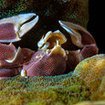 Porcelain crab at the Similans