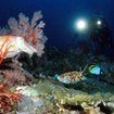 Cuttlefish at Koh Similan at night