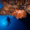 Scuba diving at Koh Bon, Similan National Park