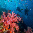 Diving through a mass of juvenile fish at Koh Bon, Thailand