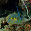A blue spotted sting ray in Koh Tao