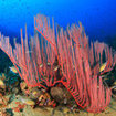 Harp shaped sea fans at Koh Tao Island