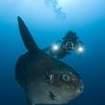 PADI Adventure Diver - Underwater Videography