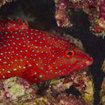 Koh Rok harbours coral trout