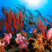 Sea fan and soft corals at Koh Samui, Thailand