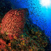 A barrel sponge at Samui Island, Thailand