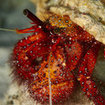 A hermit crab, Samui Island, Thailand