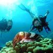 An Open Water Diver student meets a cuttlefish in Krabi