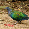 The cliffs of Krabi are home to many beautiful birds