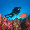 Scuba diving at the Similan Islands