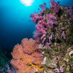 A typical reefscene from Koh Tarutao