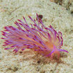 A spectacular nudibranch at Tarutao National Marine Park