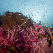 A typical reefscape from Myanmar's Mergui Archipelago