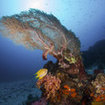 Reefscape from the Surin Islands