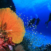 Divers pass a gorgonian fan at Koh Bon Pinnacle