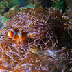 Clownfish at Koh Bon in Thailand's Andaman Sea