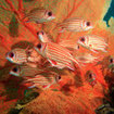 Squirrelfish shelter in a gorgonian fan at Koh Bon, Thailand