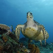 Turtles come to lay eggs at the Similan Islands
