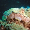 Beautiful nudibranchs can be found on the Premchai Wreck, Khao Lak