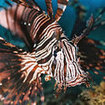 A common lionfish att Samui Island, Thailand