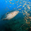 A whale shark passes by Sail Rock in the Gulf of Thailand