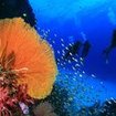 Divers swim past a gorgonian fan at Koh Bon Pinnacle, Thailand