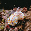 A delightful nudibranch at Koh Bon