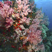 Purple soft corals at Koh Rok