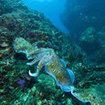 Cuttlefish feeding at Koh Rok
